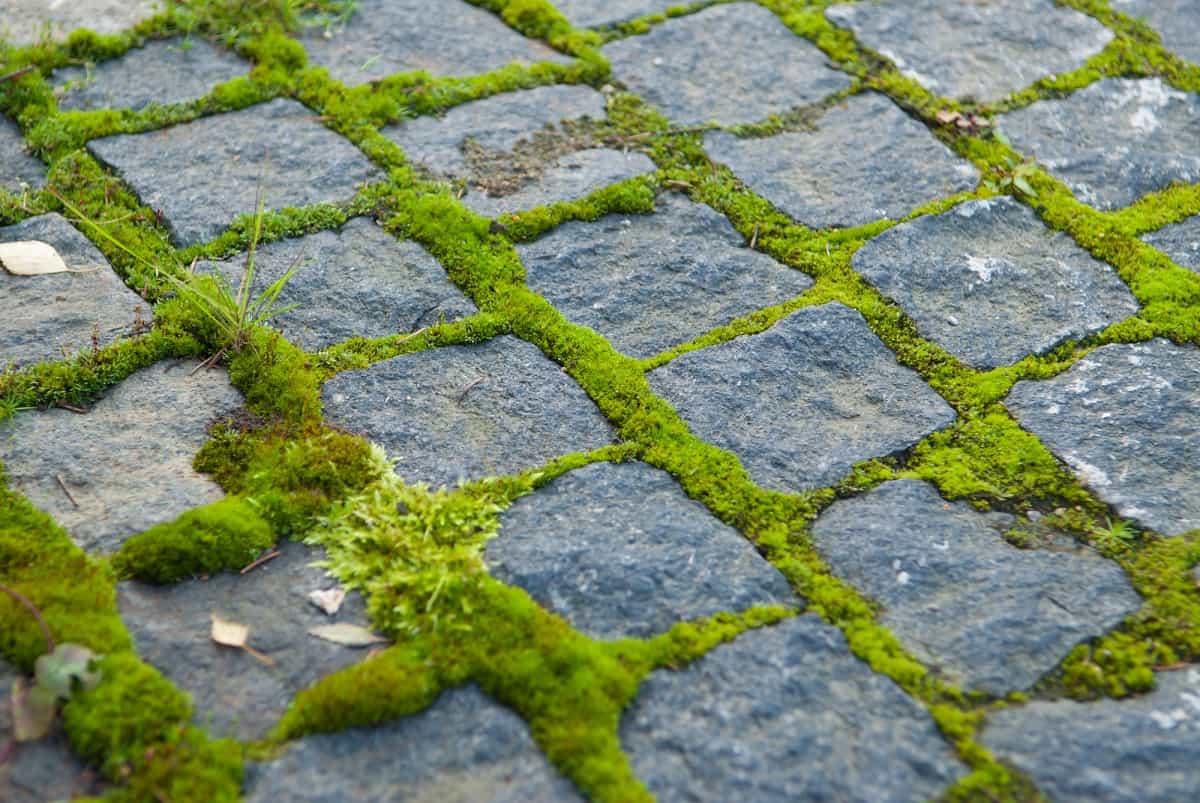 Get Rid Of Moss On Concrete