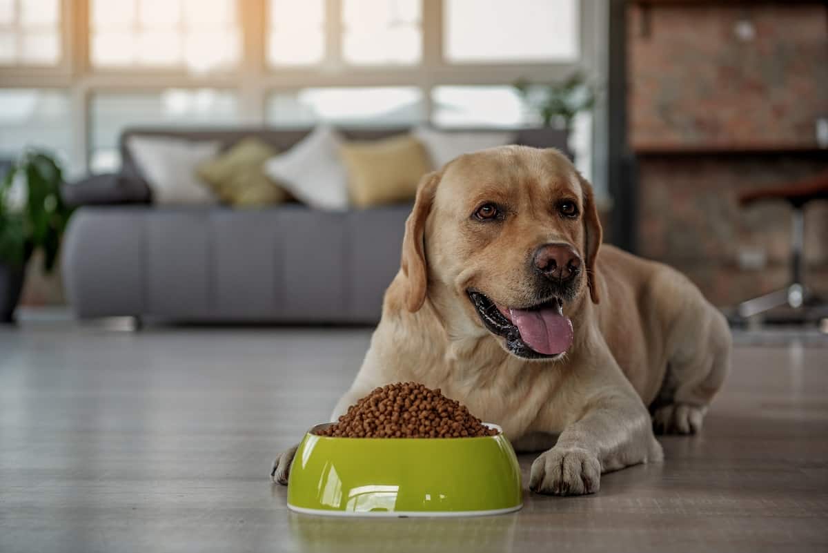 Worst Dog Food Brands To Avoid