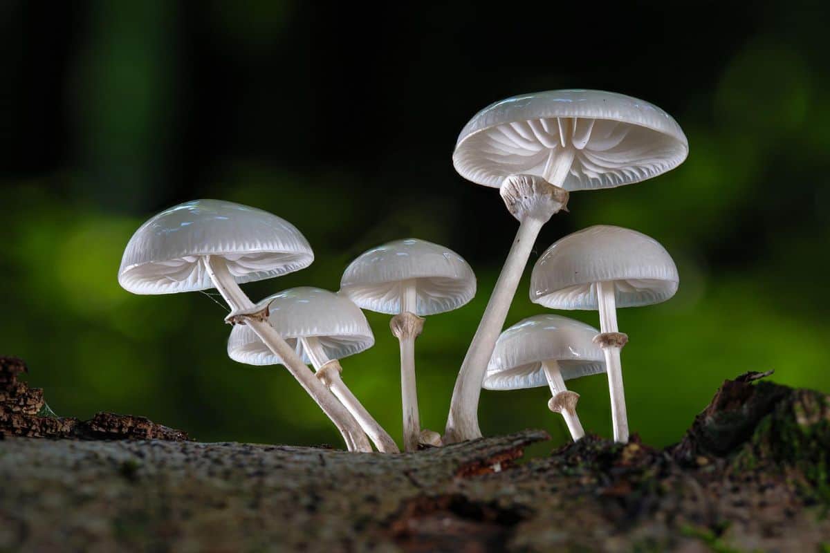 get-rid-of-mushrooms-In-the-lawn