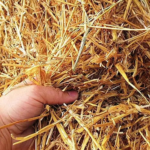 Out-Grow 100% natural wheat straw for cat bedding