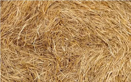 Home and Country USA organic wheat straw for small animal bedding